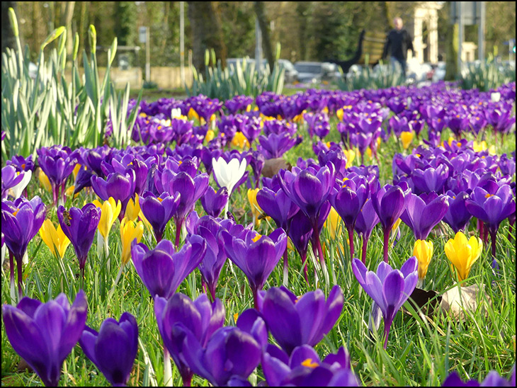 Crocuses