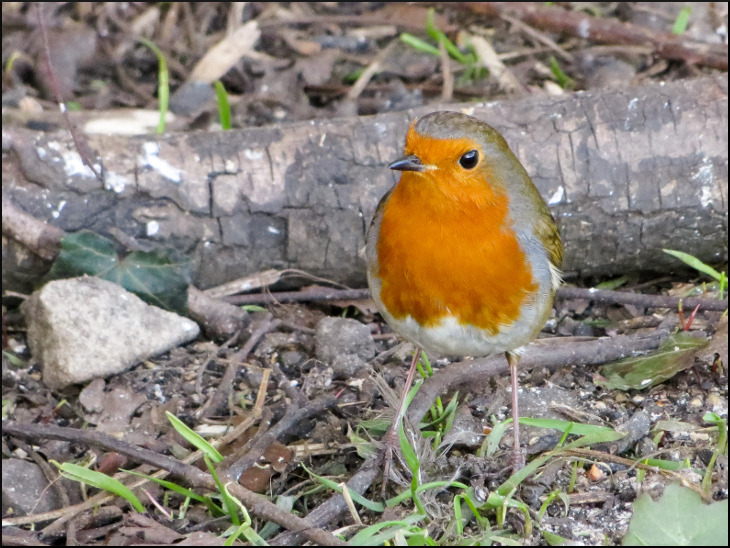 Robin