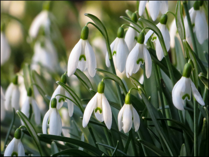 Snowdrops