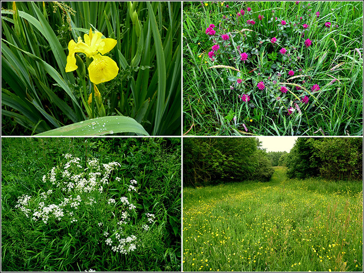 Collage of wild flowers