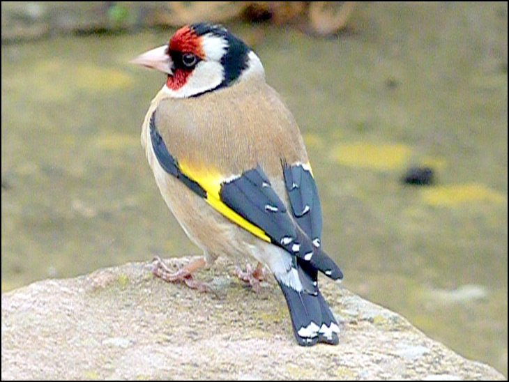 Goldfinch