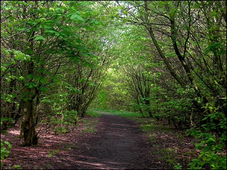 Crawfords Wood