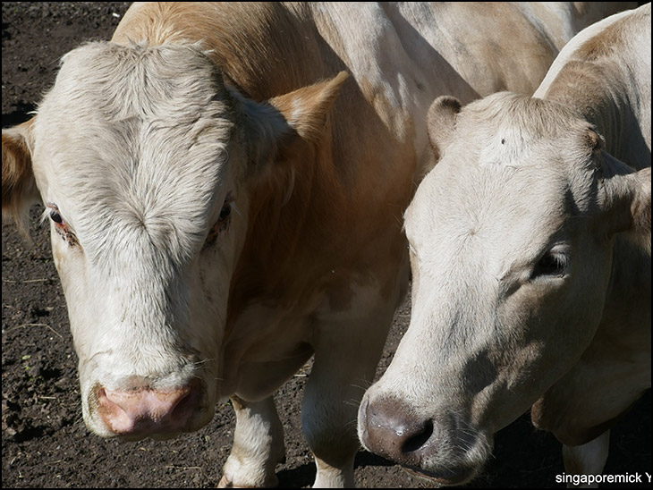 Couple of Cows