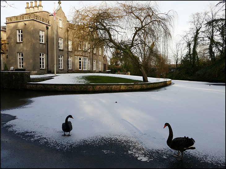 Black Swans