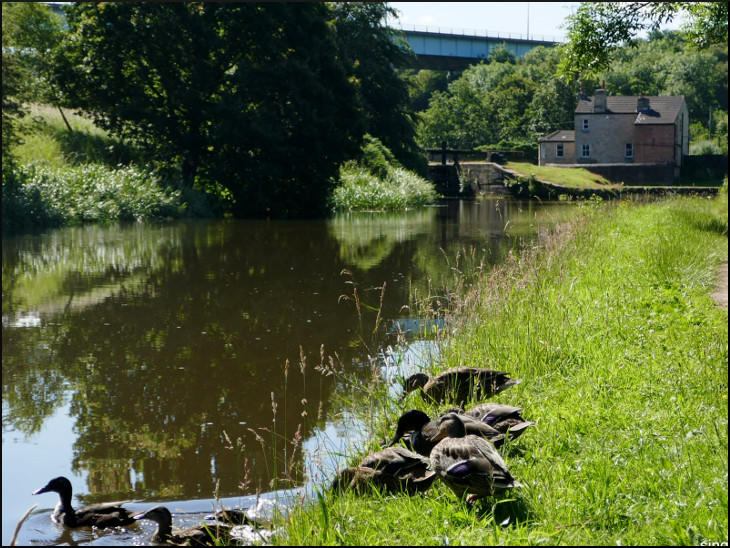 Ducks and the Viaduct