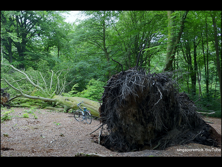 Fallen Tree