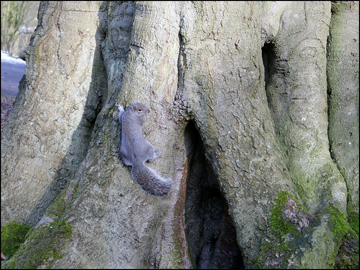 Grey Squirrel