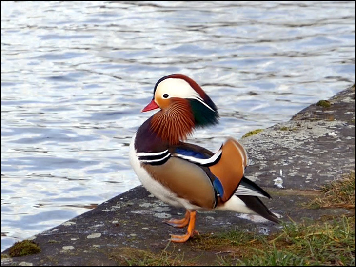 Mandarin