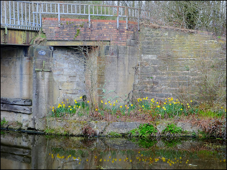 Ozymandias Daffs