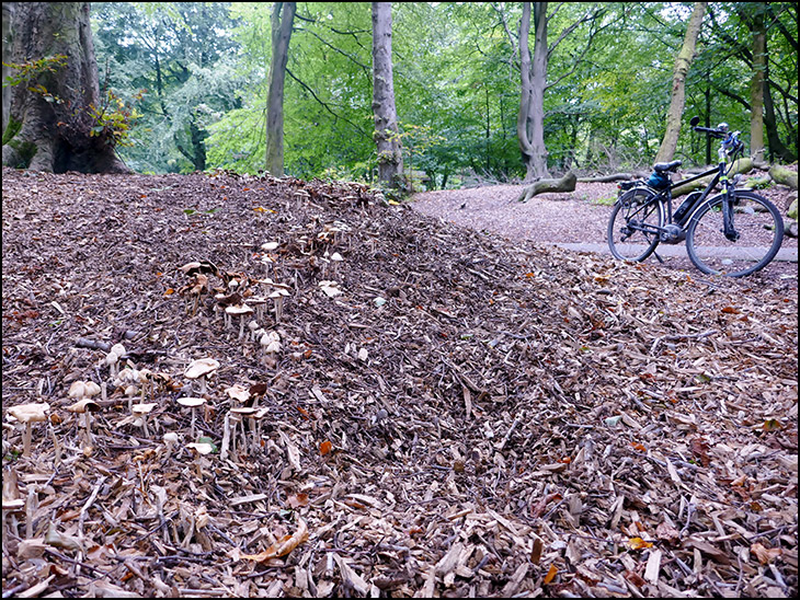 Woodchip and Mushrooms