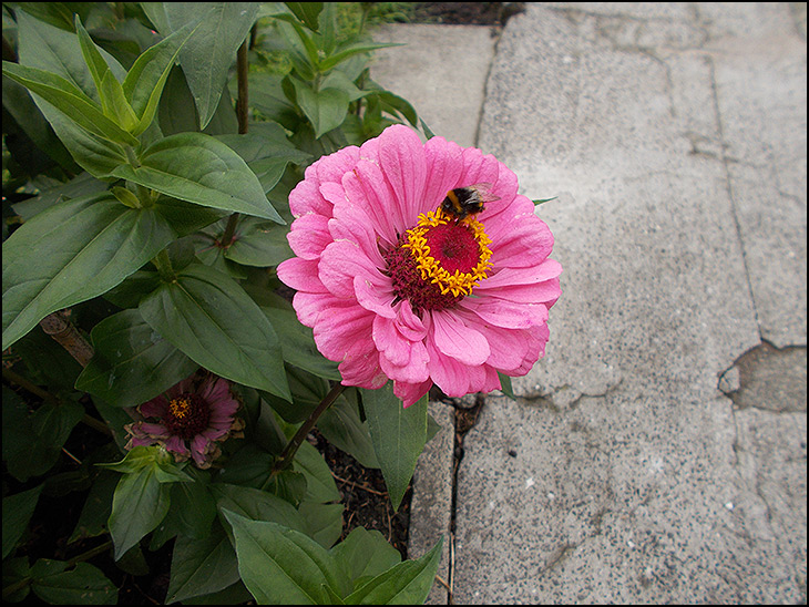 Zinnia with Bumblebee