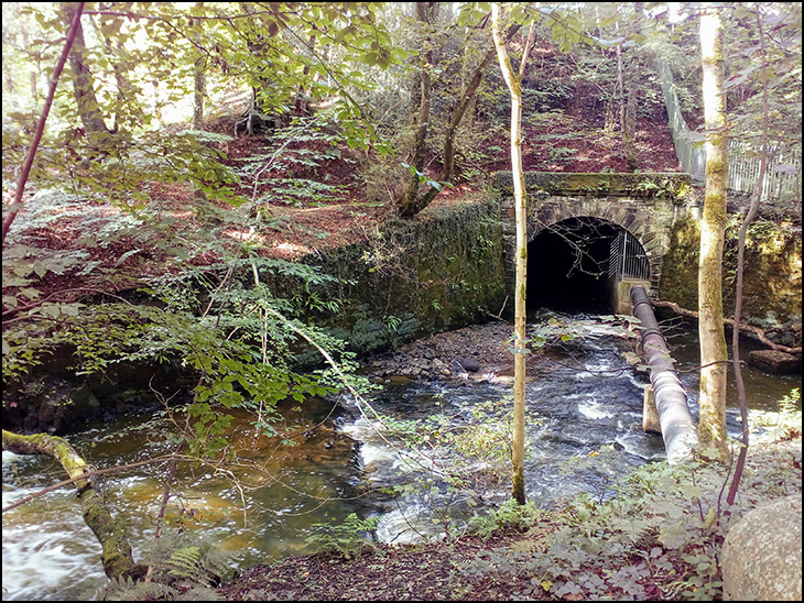 River Douglas in Arley Wood