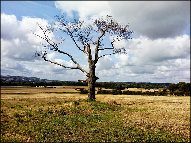 Old tree in barley fields