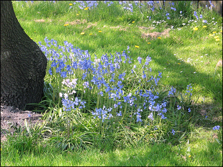 Bluebells are blue