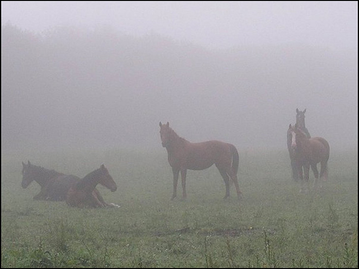 Horses in Fog