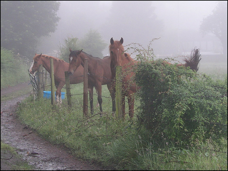 The smell of warm horses