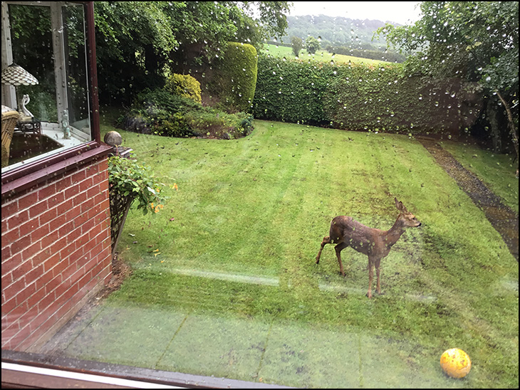 Deer in my Garden