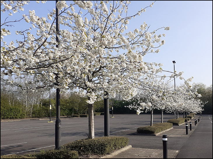 Blossom time