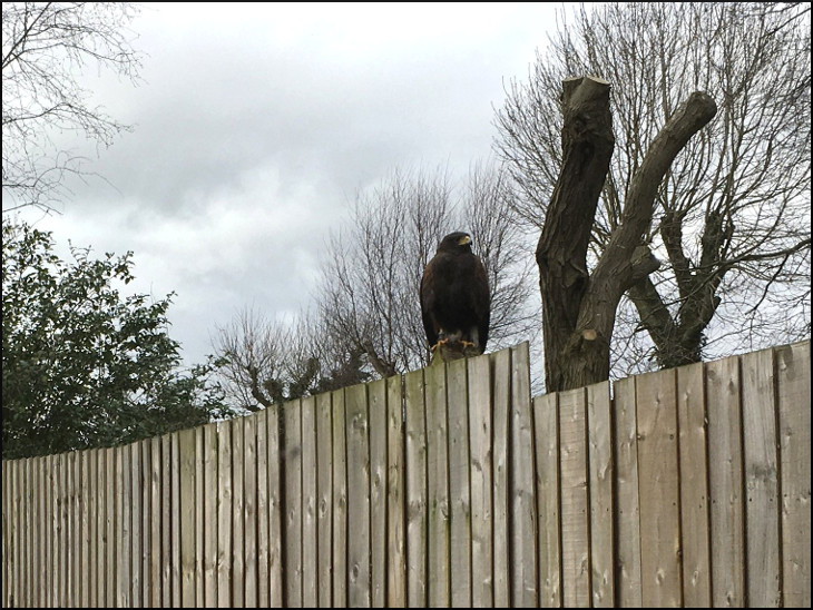 Harris Hawk