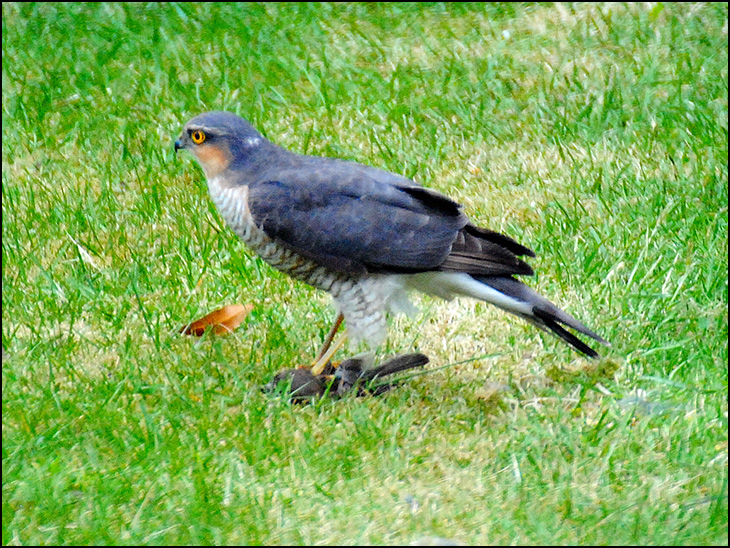 Sparrow Hawk