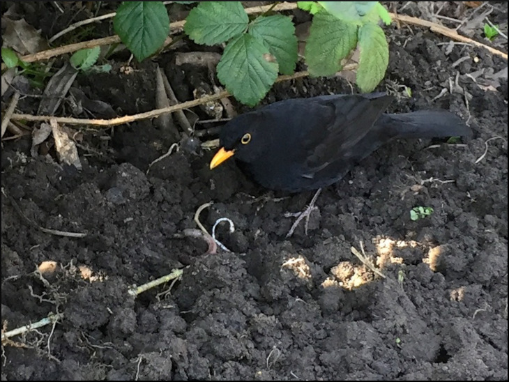 Cheeky blackbird