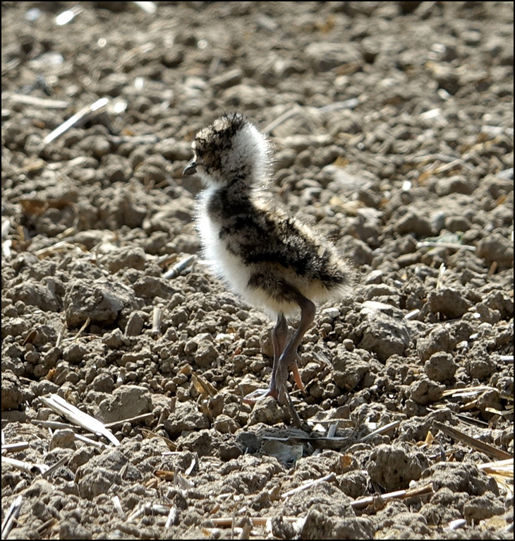 Lapwing, or Peewit