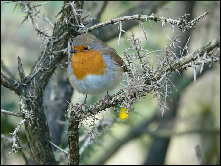 Nosey robin