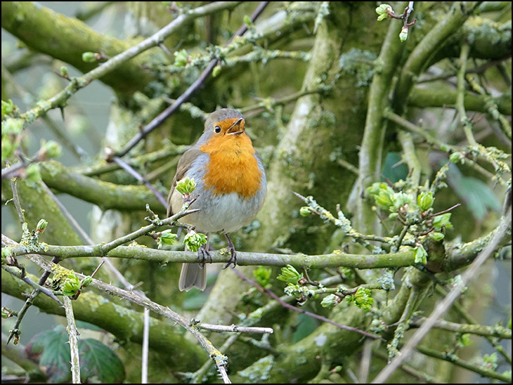 Thrilling, trilling robin