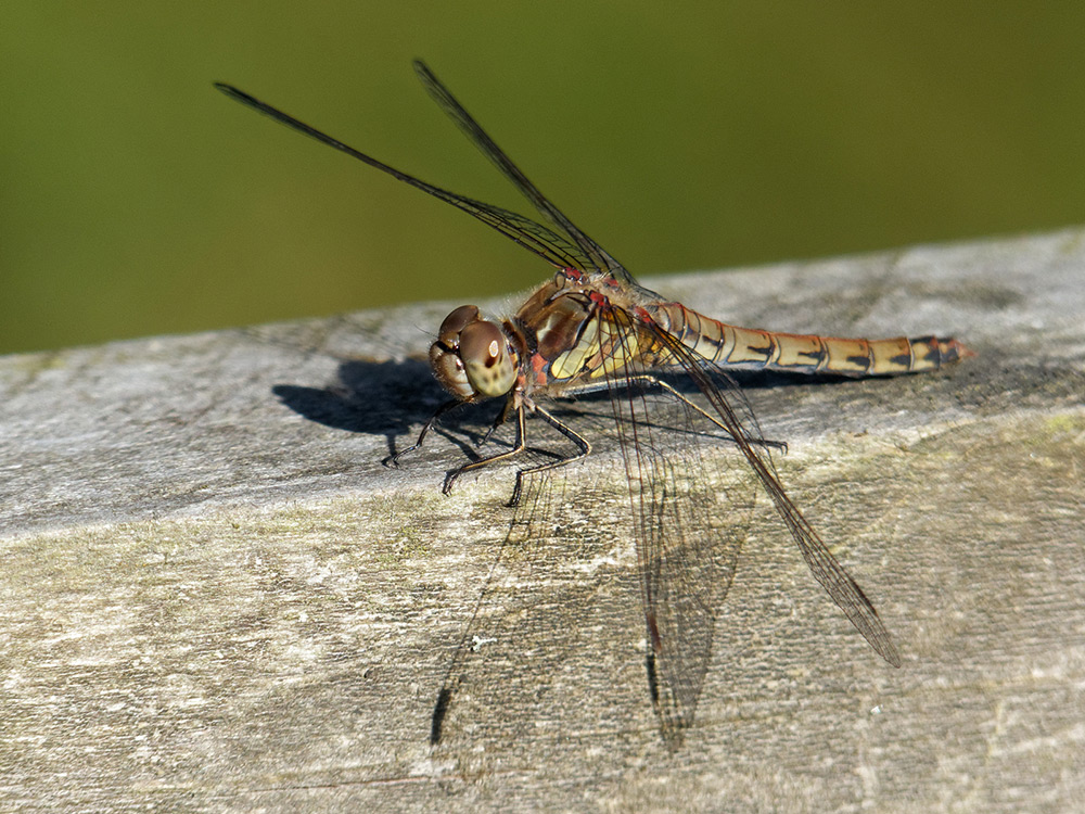 Dragonfly