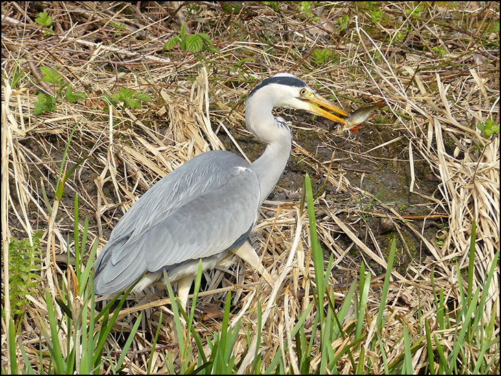 Heron with a perch