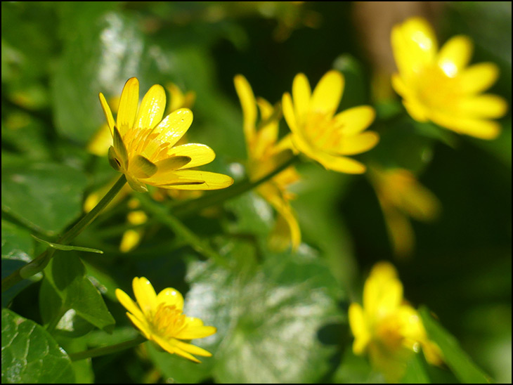 Lesser celandine