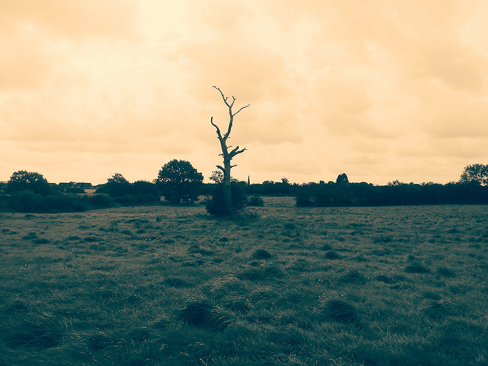 Lightning Tree at Dusk