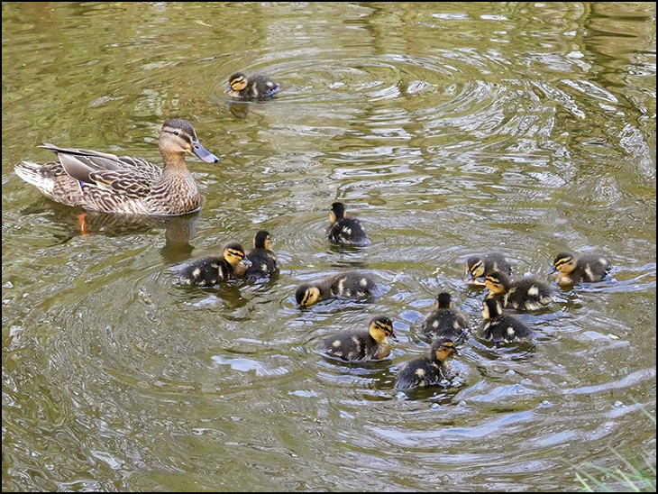 Mallard family