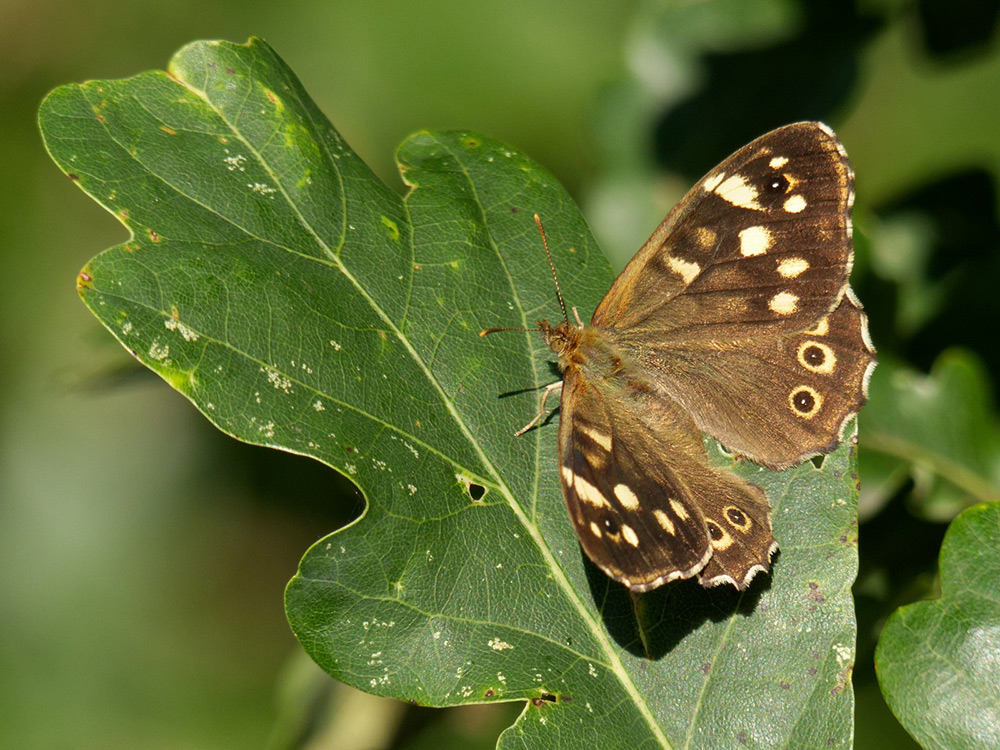 Speckled Wood