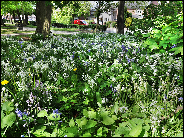 Wildflower Carpet