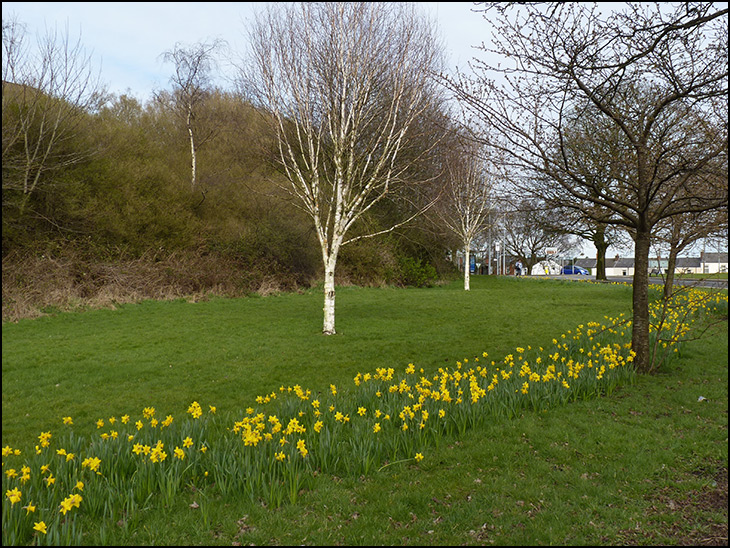 Daffs