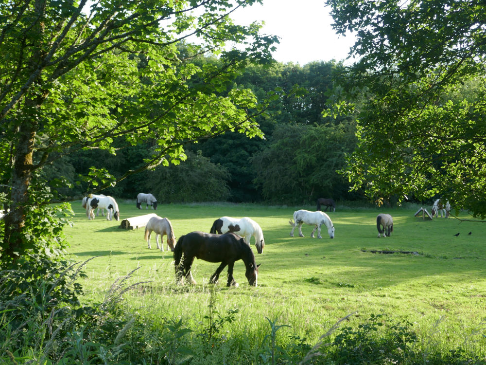 Horses at Gathurst