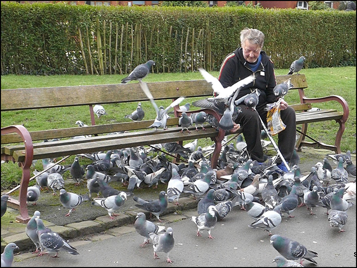 Wigan Pigeon Man