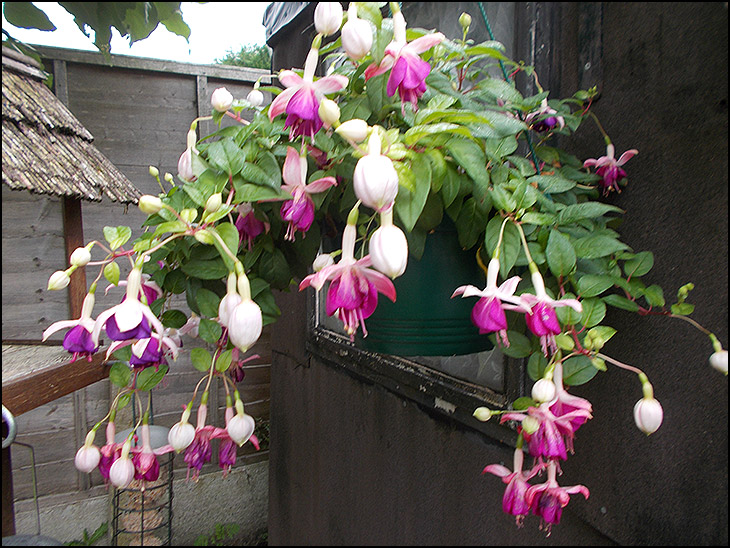 Trailing fuchsia ‘Eva Borg’