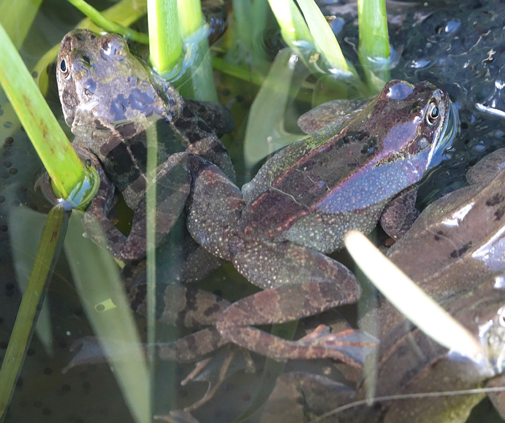 Alien frog in Standish?