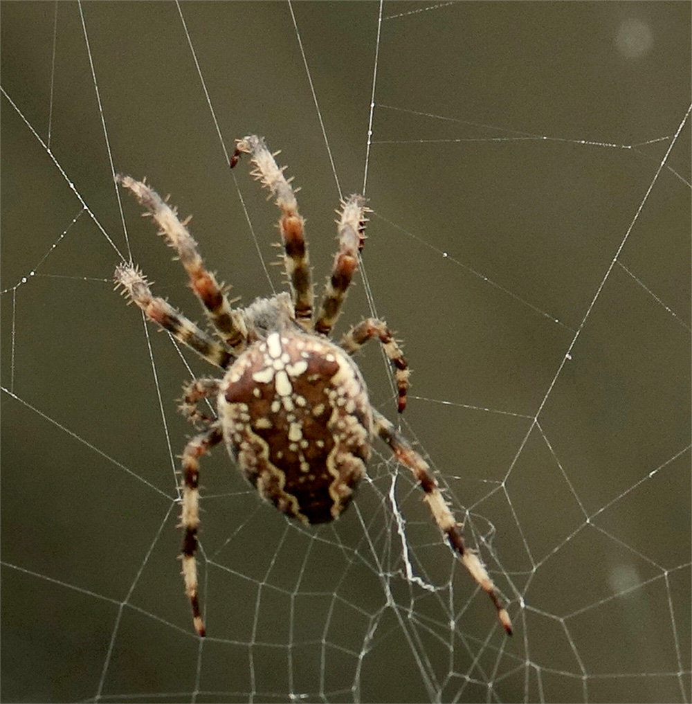 Common Garden Spider