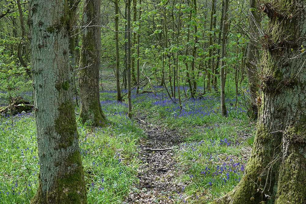 Bluebells in Elnup Wood