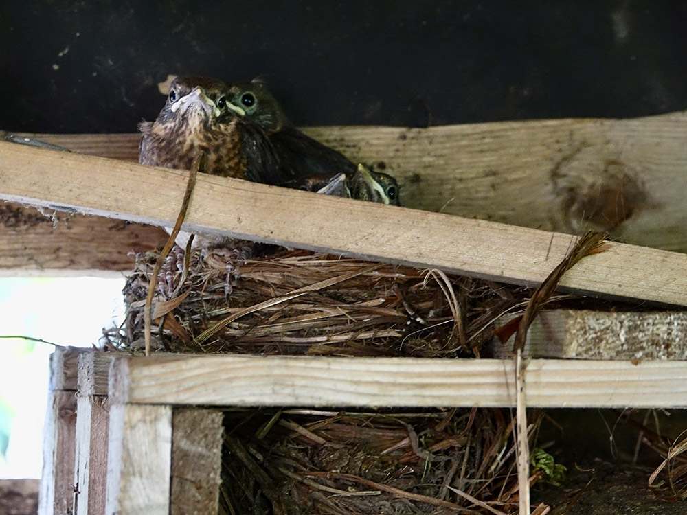 Fledgling blackbirds