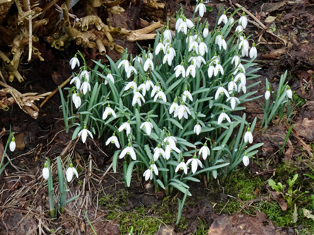 Snowdrops