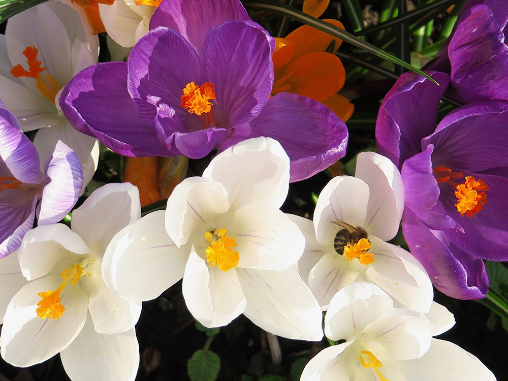 Crocus