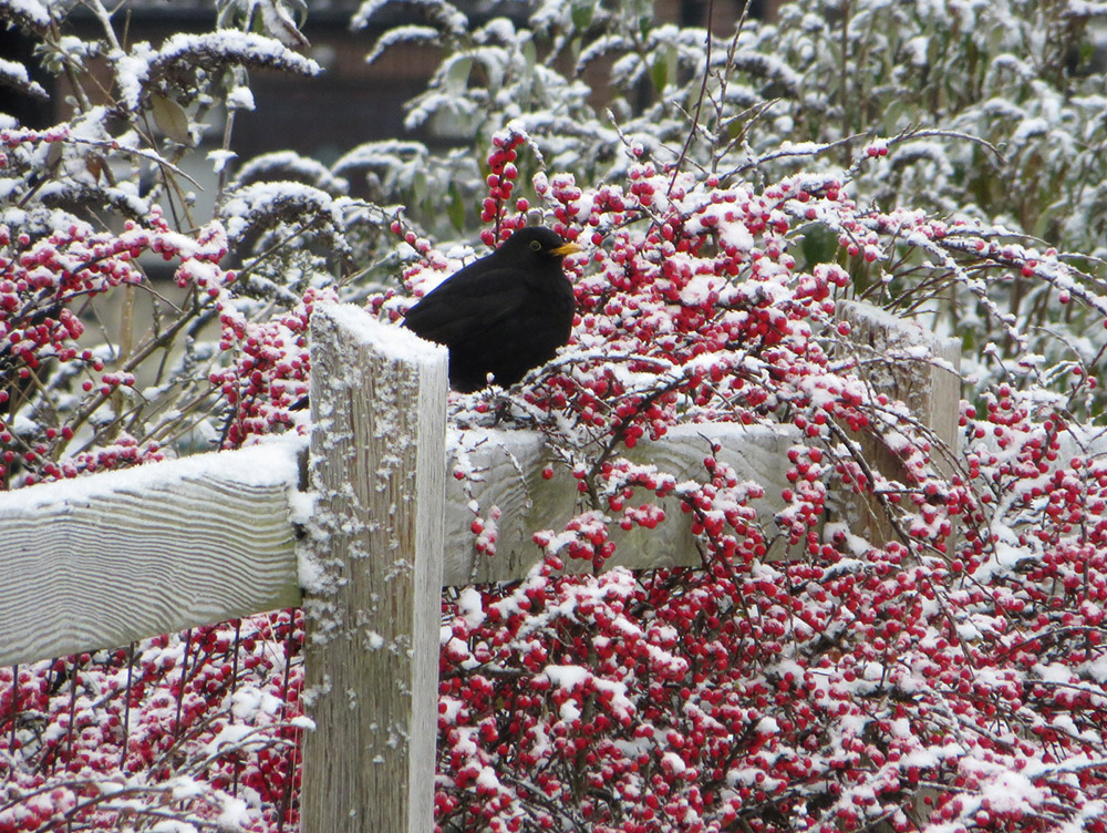 Blackbird and Berries