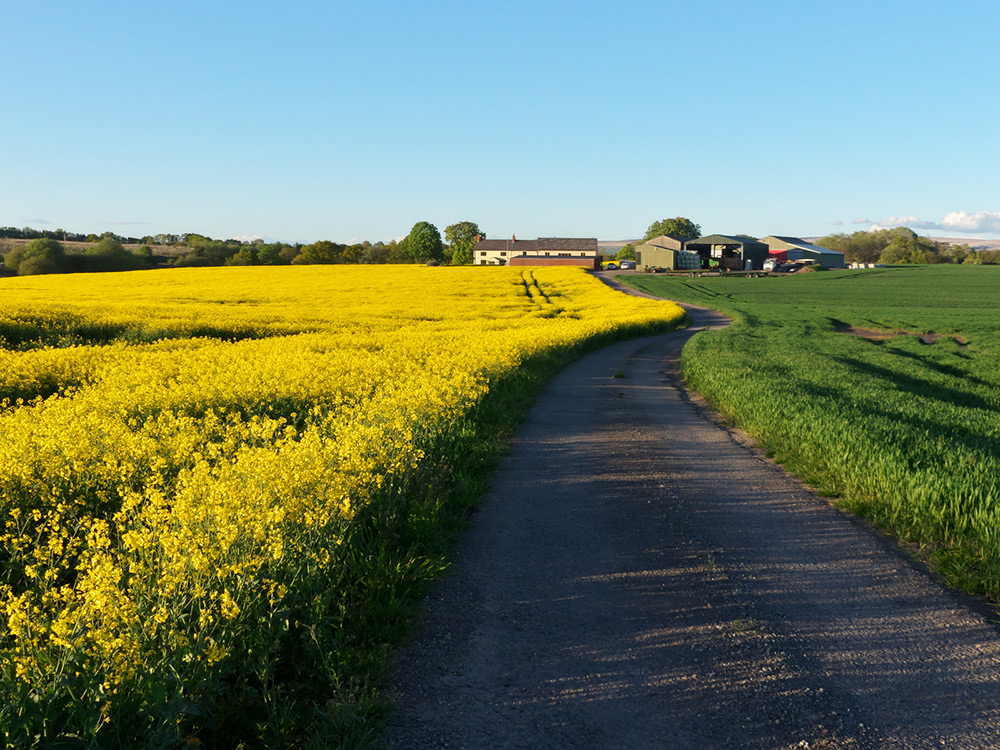 Cross Farm