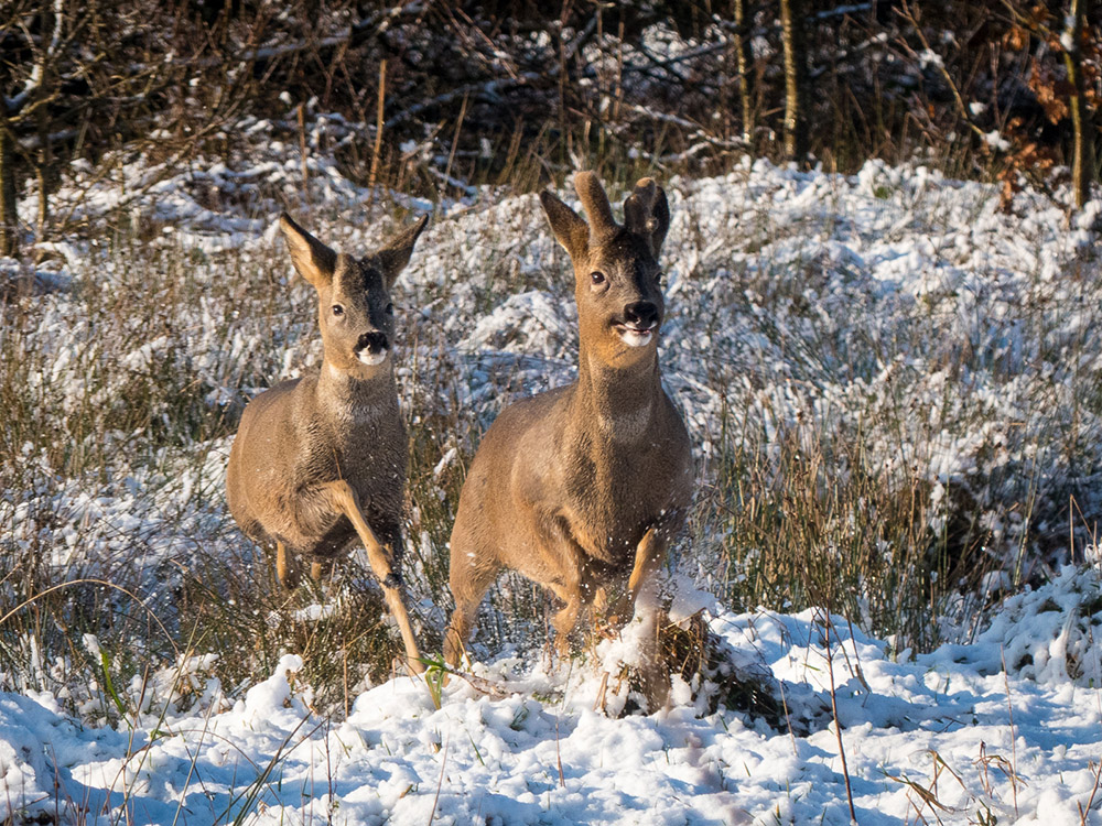 Haigh Deer