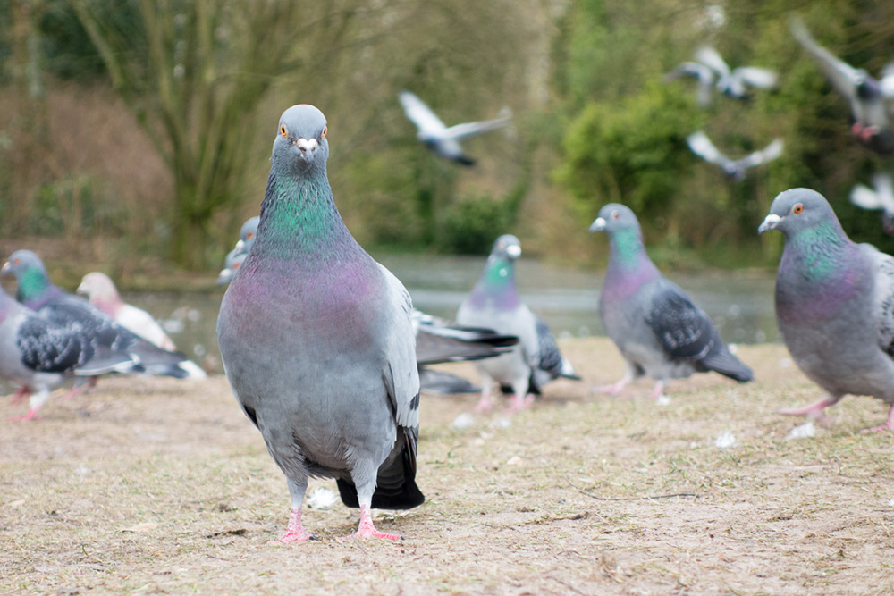 Pigeons in the Park