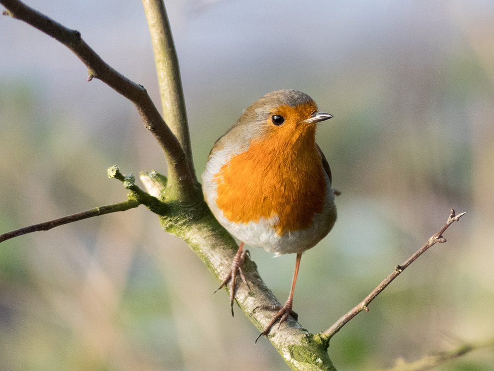 Robin